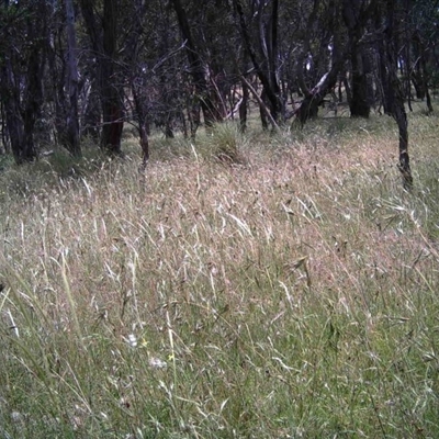 Unidentified at Mulligans Flat - 7 Dec 2016 by MulligansFlat1