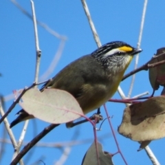 Pardalotus striatus (Striated Pardalote) at Kama - 1 Aug 2013 by JohnBundock