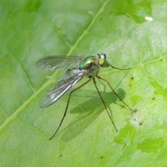 Austrosciapus sp. (genus) (Long-legged fly) at Pollinator-friendly garden Conder - 20 Nov 2016 by michaelb