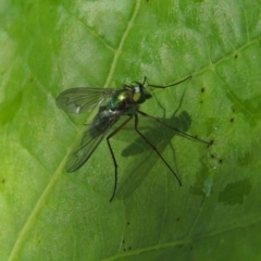 Austrosciapus sp. (genus) at Conder, ACT - 21 Nov 2016