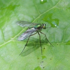 Austrosciapus sp. (genus) at Conder, ACT - 21 Nov 2016