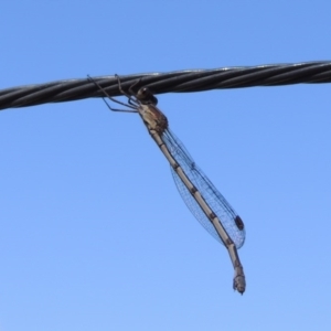 Austrolestes sp. (genus) at Conder, ACT - 1 Nov 2016