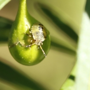 Nezara viridula at O'Connor, ACT - 3 Dec 2016 05:38 PM