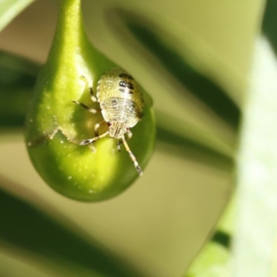 Nezara viridula (Green vegetable bug) at O'Connor, ACT - 3 Dec 2016 by ibaird