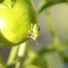 Nezara viridula at O'Connor, ACT - 3 Dec 2016