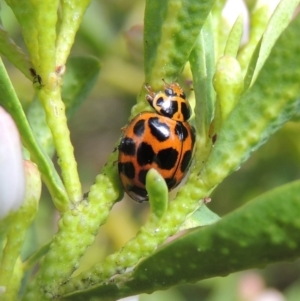 Harmonia conformis at Conder, ACT - 17 Sep 2016 12:31 PM