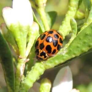 Harmonia conformis at Conder, ACT - 17 Sep 2016