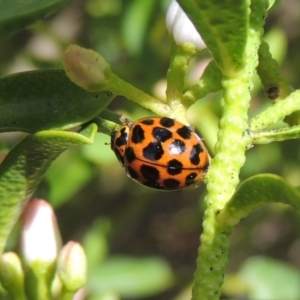 Harmonia conformis at Conder, ACT - 17 Sep 2016