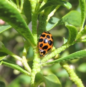 Harmonia conformis at Conder, ACT - 17 Sep 2016 12:31 PM