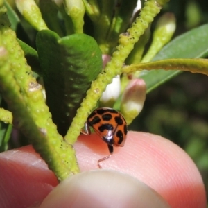 Harmonia conformis at Conder, ACT - 17 Sep 2016