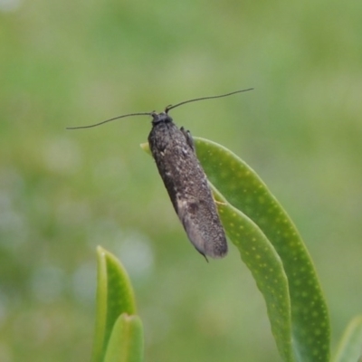 Leistomorpha brontoscopa (A concealer moth) at Pollinator-friendly garden Conder - 22 Sep 2016 by michaelb