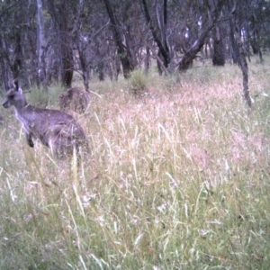 Macropus giganteus at Gungahlin, ACT - 8 Dec 2016 12:00 AM