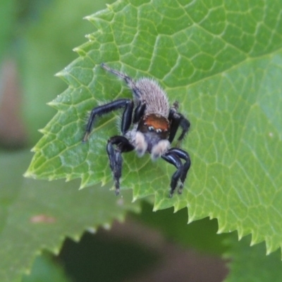 Maratus griseus (Jumping spider) at Conder, ACT - 19 Nov 2016 by michaelb