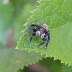 Maratus griseus at Conder, ACT - 19 Nov 2016 06:00 PM