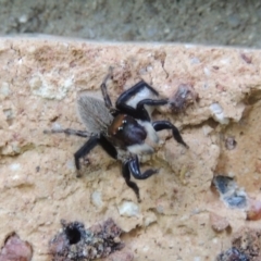 Maratus griseus at Conder, ACT - 19 Nov 2016