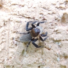 Maratus griseus at Conder, ACT - 19 Nov 2016 06:00 PM