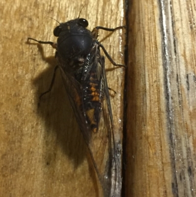 Yoyetta robertsonae (Clicking Ambertail) at O'Connor, ACT - 8 Dec 2016 by ibaird