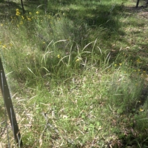 Dichelachne sp. at Majura, ACT - 9 Dec 2016 12:18 PM