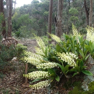 Dendrobium speciosum (Rock Lily) at Barragga Bay, NSW - 14 Sep 2016 by narelle