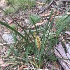 Lomandra longifolia at Paddys River, ACT - 9 Dec 2016