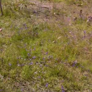 Utricularia dichotoma at Symonston, ACT - 4 Dec 2016