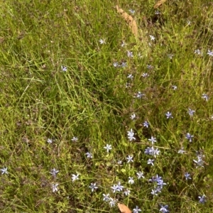 Isotoma fluviatilis subsp. australis at Symonston, ACT - 4 Dec 2016