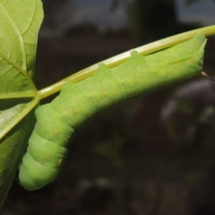 Hippotion celerio (Vine Hawk Moth) at Conder, ACT - 5 Dec 2016 by michaelb