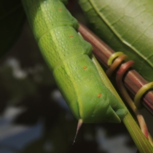 Hippotion celerio at Conder, ACT - 5 Dec 2016