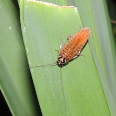 Robshelfordia circumducta (Shelford's Variable Cockroach) at Conder, ACT - 7 Dec 2016 by michaelb