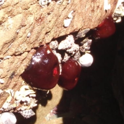 Actinia tenebrosa (Red Waratah Anemone) at Four Winds Bioblitz Reference Sites - 10 Nov 2016 by Jennyncmg