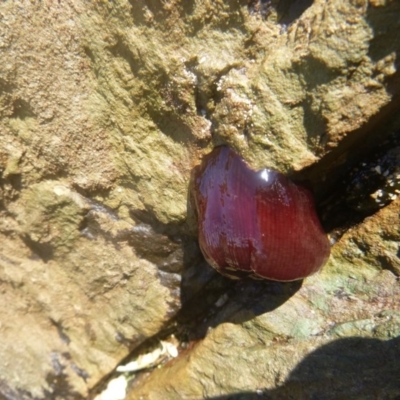 Actinia tenebrosa (Red Waratah Anemone) at Four Winds Bioblitz Reference Sites - 12 Nov 2016 by Jennyncmg