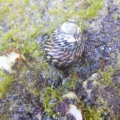 Austrocochlea porcata (Zebra top snail) at Four Winds Bioblitz Reference Sites - 12 Nov 2016 by Jennyncmg