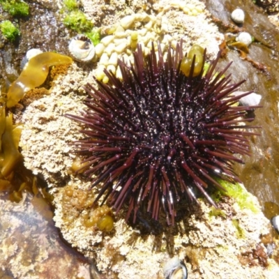 Heliocidaris erythrogramma (Sea Urchin) at Four Winds Bioblitz Reference Sites - 12 Nov 2016 by Jennyncmg