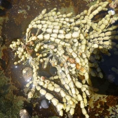 Hormosira banksii (Neptune's Necklace) at Four Winds Bioblitz Reference Sites - 12 Nov 2016 by Jennyncmg