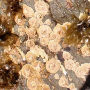 Tesseropora rosea at Four Winds Bioblitz Reference Sites - 11 Nov 2016 10:28 AM