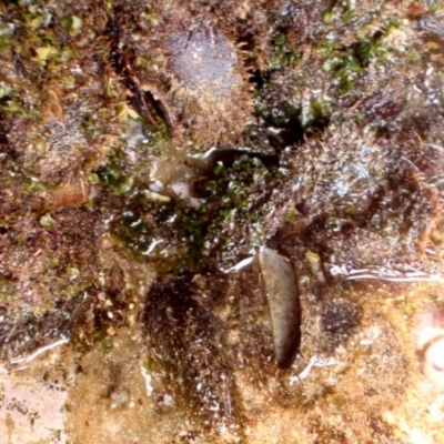 Trichomya hirsuta (Hairy Mussel) at Four Winds Bioblitz Reference Sites - 11 Nov 2016 by Jennyncmg