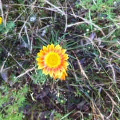 Xerochrysum viscosum (Sticky Everlasting) at Hackett, ACT - 10 Dec 2016 by Louisab