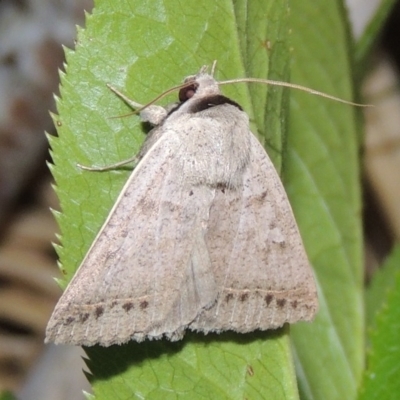 Pantydia sparsa (Noctuid Moth) at Conder, ACT - 1 Dec 2016 by michaelb