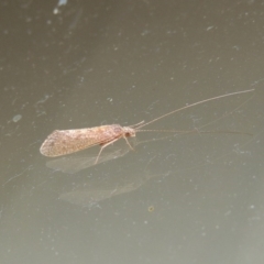 Hydropsychidae sp. (family) (Net-spinning caddisfly) at Pollinator-friendly garden Conder - 2 Dec 2016 by michaelb