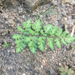 Cheilanthes austrotenuifolia (Rock Fern) at McQuoids Hill - 1 Dec 2016 by jackfrench