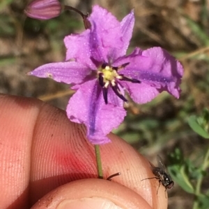 Arthropodium fimbriatum at Isaacs Ridge Offset Area - 10 Dec 2016