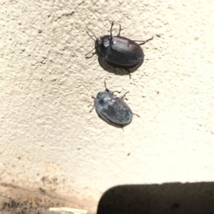 Pterohelaeus piceus at Watson, ACT - 10 Dec 2016