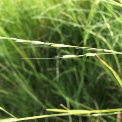 Amphibromus sp. (Swamp Wallaby Grass) at Wandiyali-Environa Conservation Area - 10 Dec 2016 by Wandiyali