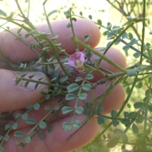 Indigofera adesmiifolia at Ainslie, ACT - 10 Dec 2016 11:01 AM