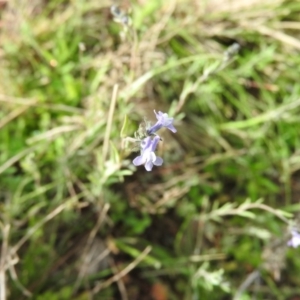 Linaria arvensis at Michelago, NSW - 9 Oct 2016 08:20 AM