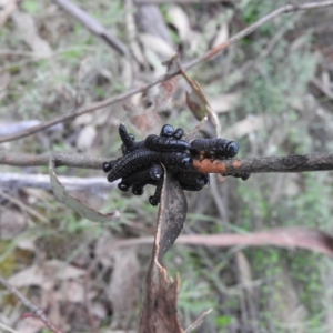 Perga sp. (genus) at Michelago, NSW - 9 Oct 2016