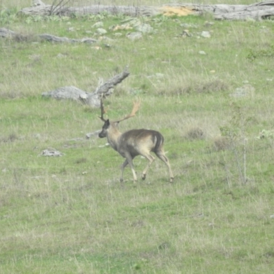 Dama dama (Fallow Deer) at Michelago, NSW - 9 Oct 2016 by ArcherCallaway