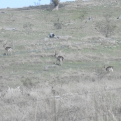 Dama dama at Michelago, NSW - 9 Oct 2016