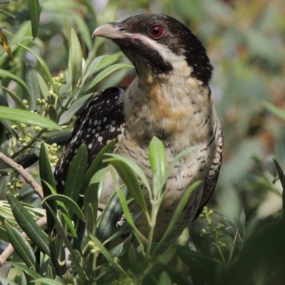 Eudynamys orientalis (Pacific Koel) at Conder, ACT - 19 Nov 2016 by MichaelBedingfield