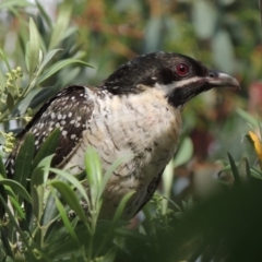 Eudynamys orientalis at Conder, ACT - 19 Nov 2016